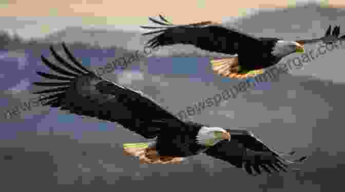 A Bald Eagle Soaring Over A Texas Landscape All About Birds Texas And Oklahoma (Cornell Lab Of Ornithology)