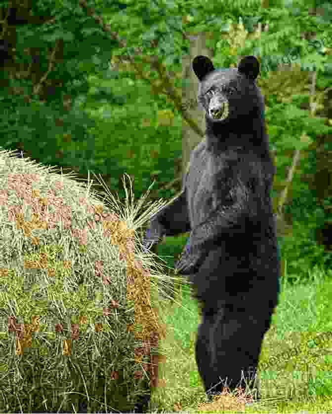 A Black Bear Standing In A Meadow, With Lush Green Vegetation And A Mountain Backdrop My First Summer In The Sierra With Color Photographs: Illustrated