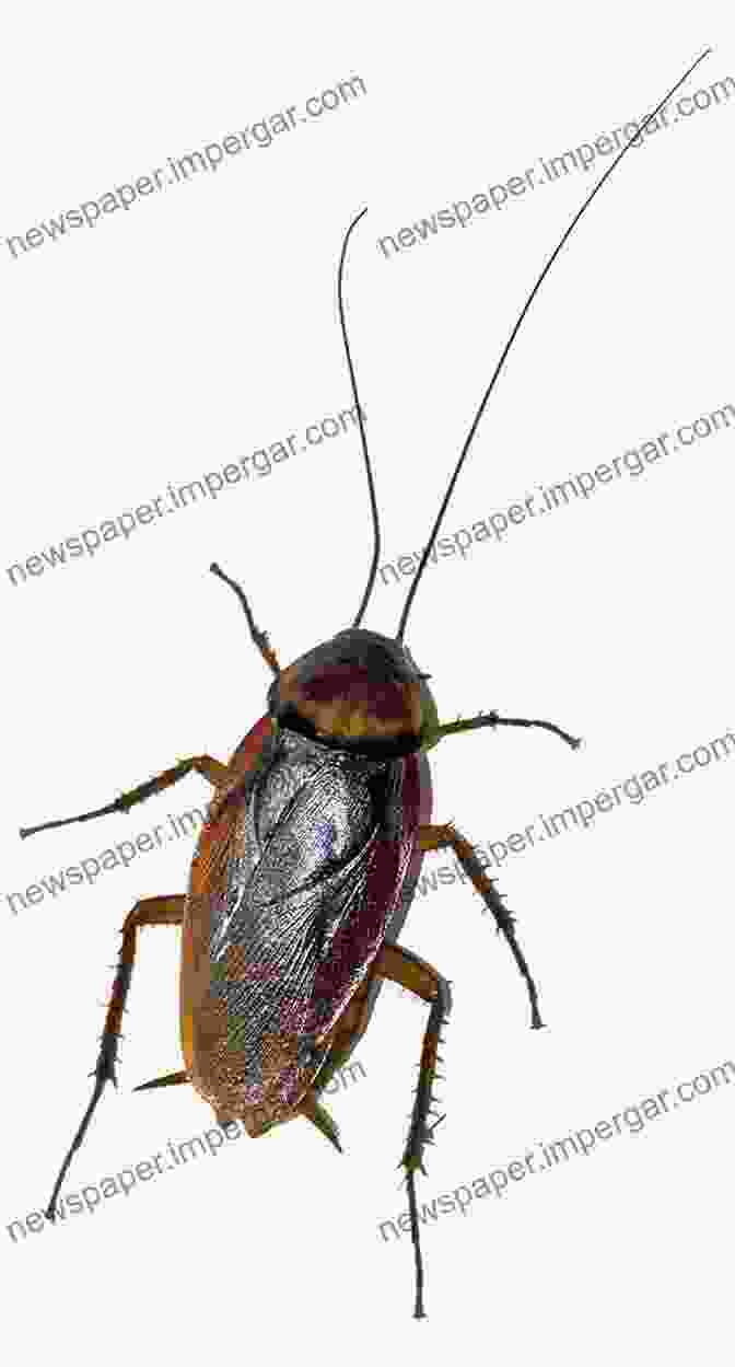 A Close Up Of A Cockroach, Showing Its Long Antennae And Segmented Body. Super Fly: The Unexpected Lives Of The World S Most Successful Insects