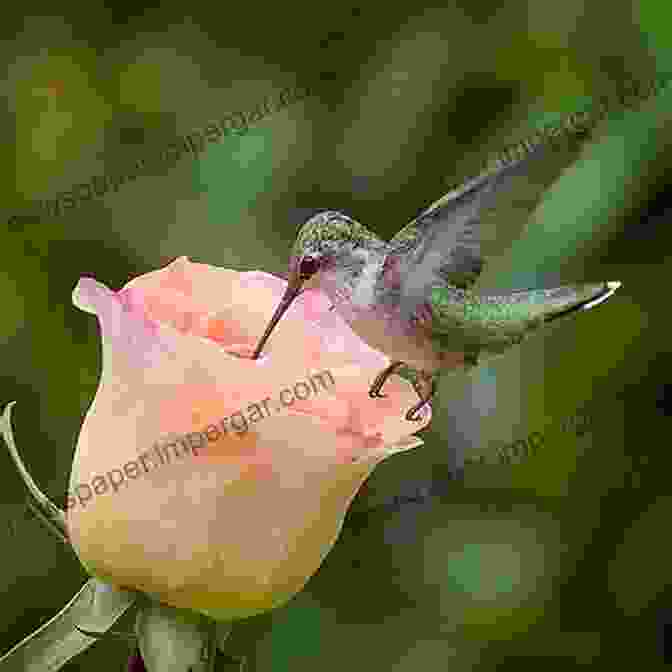 A Delicate Hummingbird Sipping Nectar From A Flower Birds Photo Paradise For Bird Lovers: 120+ Beautiful Pictures Of Domestic And Wild Birds Of All Sizes From Many Parts Of The World For All Ages Children Elderly People (Pictures Photo Albums)