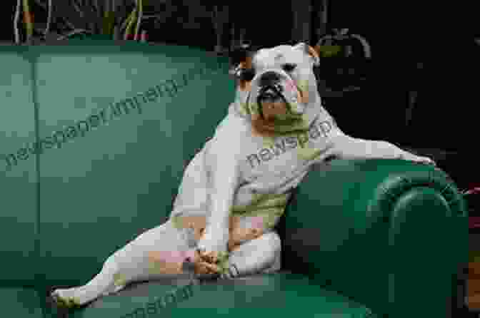 A Dog Sitting On A Couch Fur Grrr: The Funniest Things People Have Said About Dogs (Quippery The Funniest Things People Have Said)