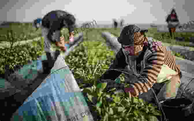 A Farmer In Gaza Harvesting Crops In A Greenhouse Control Food Control People: The Struggle For Food Security In Gaza