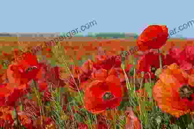 A Field Of Blooming Poppies Feathers Fur And Flowers