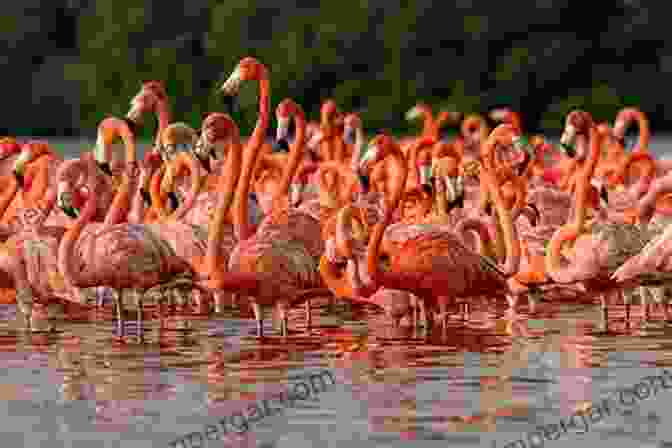 A Flock Of Flamingos Strutting Through A Shallow Lake Birds Photo Paradise For Bird Lovers: 120+ Beautiful Pictures Of Domestic And Wild Birds Of All Sizes From Many Parts Of The World For All Ages Children Elderly People (Pictures Photo Albums)