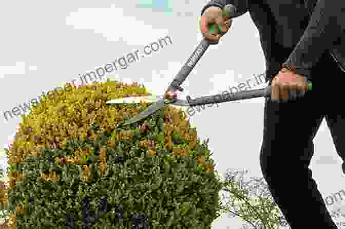 A Gardener Meticulously Pruning An Ornamental Tree, Shaping Its Form And Enhancing Its Growth Hardy Ornamental Flowering Trees And Shrubs