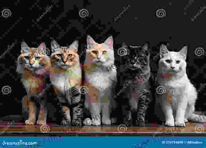 A Group Of Cats With Distinct Personalities, Showcasing The Diversity And Uniqueness Of Feline Characters The Behaviour Of The Domestic Cat