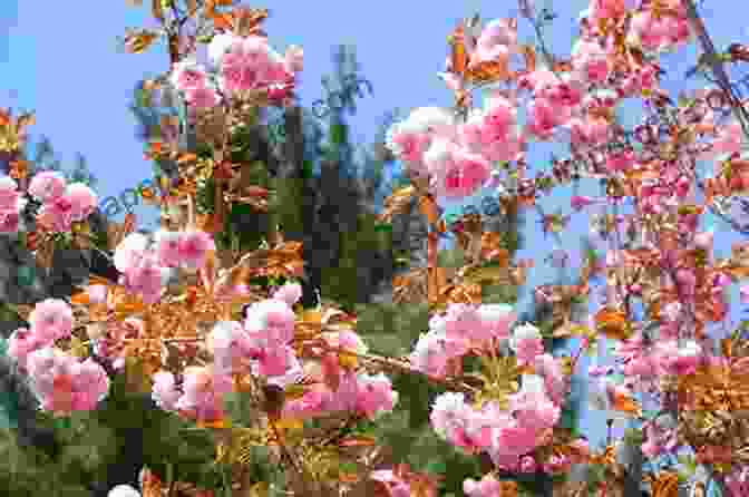 A Majestic Ornamental Flowering Tree In Full Bloom, Captivating The Eye With A Cascade Of Vibrant Blossoms Hardy Ornamental Flowering Trees And Shrubs