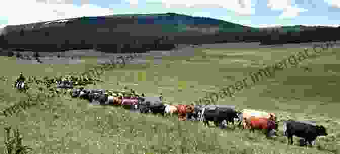 A Massive Herd Of Cattle Grazing On The Open Range During The Cattle Boom Historic Sketches Of The Cattle Trade Of The West And Southwest