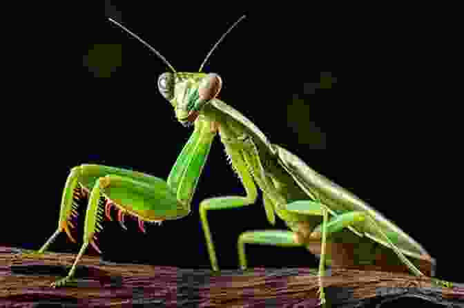 A Praying Mantis Perched On A Leaf, Its Large Eyes And Serrated Forelegs Visible. Super Fly: The Unexpected Lives Of The World S Most Successful Insects