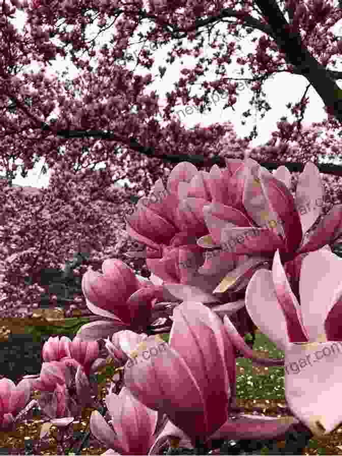 A Stunning Magnolia Tree In Full Bloom, Showcasing Its Large, Fragrant, And Delicate Blossoms Hardy Ornamental Flowering Trees And Shrubs