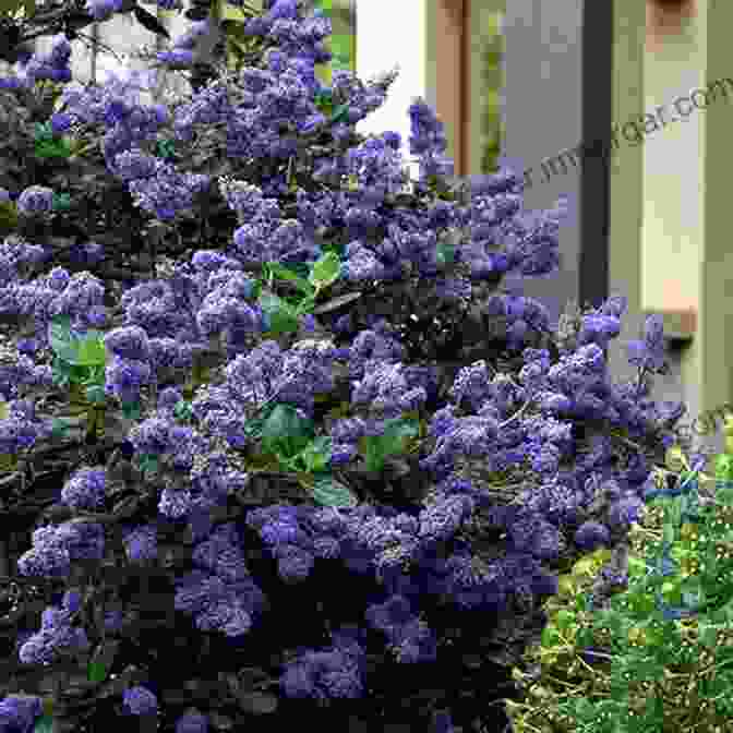 A Stunning Ornamental Shrub Serving As A Focal Point In A Garden, Capturing The Eye With Its Vibrant Blooms And Lush Foliage Hardy Ornamental Flowering Trees And Shrubs