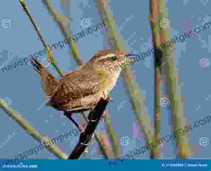 A Tiny Wren Perched On A Twig Birds Photo Paradise For Bird Lovers: 120+ Beautiful Pictures Of Domestic And Wild Birds Of All Sizes From Many Parts Of The World For All Ages Children Elderly People (Pictures Photo Albums)