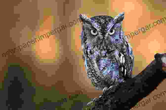 An Eastern Screech Owl Perched On A Branch In Oklahoma All About Birds Texas And Oklahoma (Cornell Lab Of Ornithology)