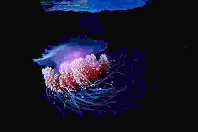  Bioluminescent Creatures Illuminate The Darkness Of The Deep Sea The Yosemite: John Muir S Quest To Preserve The Wilderness (John Muir: The Eight Wilderness Discovery 6)