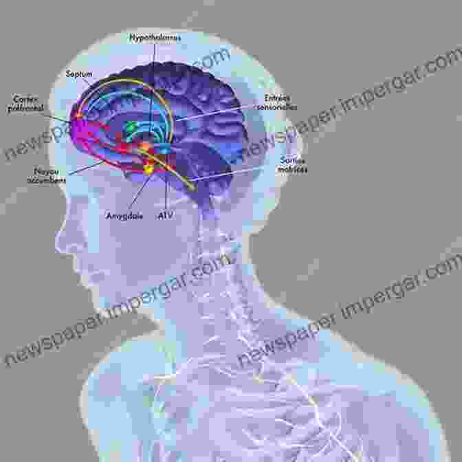 Diagram Of Brain Activity Pathways During Focus Driven To Distraction At Work: How To Focus And Be More Productive