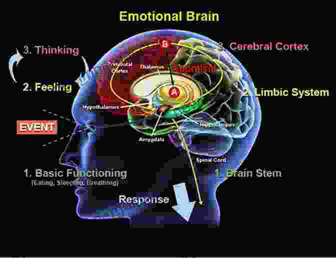 Diagram Of Brain Highlighting The Centers Responsible For Emotional Processing Alpha Male Strategies : Skills Techniques And The Mental Psychology To Help You Build Emotional Sobriety Maturity Charisma Charm Discipline And Self Confidence