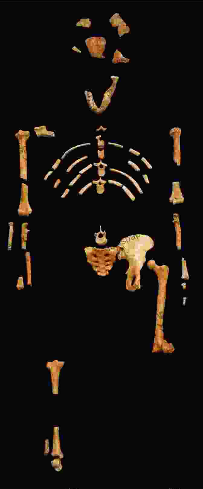 Image Of The Lucy Fossil, A Fossilized Skeleton Of Australopithecus Afarensis Ethiopia And The Origin Of Civilization