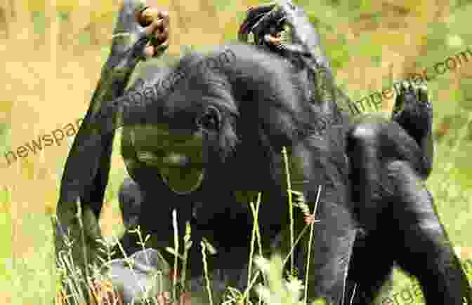 Mating In Bonobos Behavioural Diversity In Chimpanzees And Bonobos