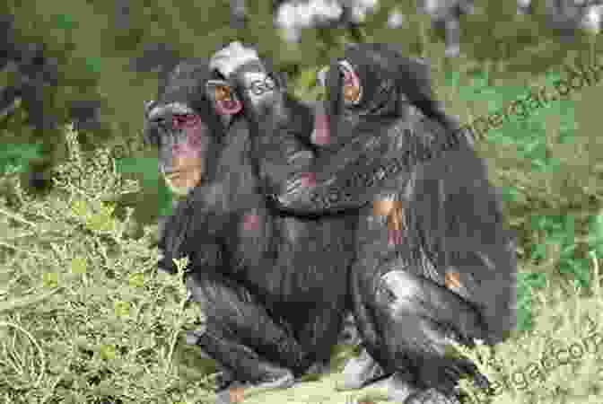 Mating In Chimpanzees Behavioural Diversity In Chimpanzees And Bonobos