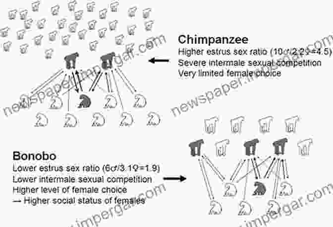 Social Structure Of Bonobos Behavioural Diversity In Chimpanzees And Bonobos