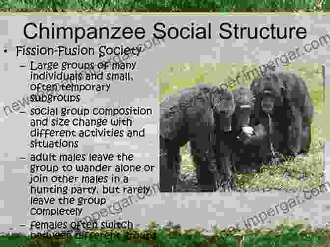 Social Structure Of Chimpanzees Behavioural Diversity In Chimpanzees And Bonobos